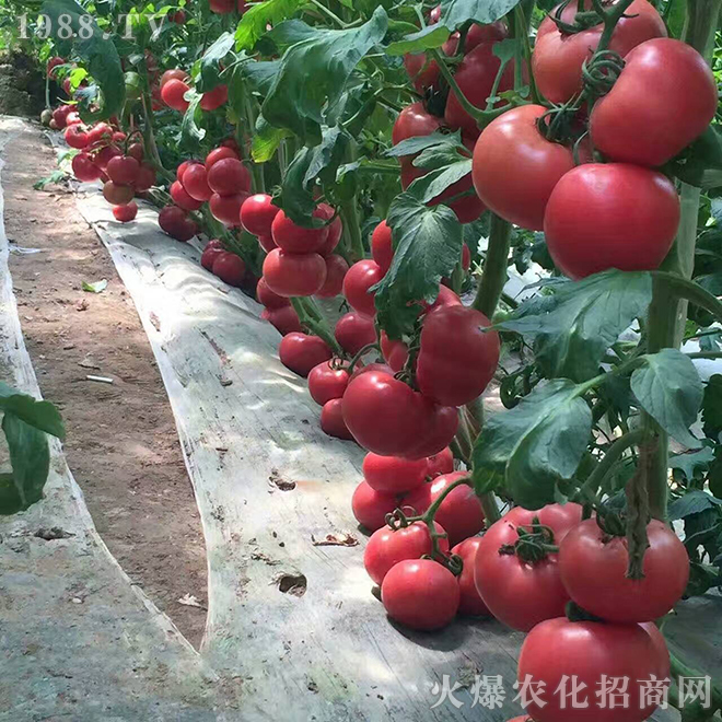 ���̼���