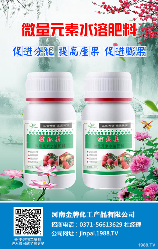 越冬萵筍怎么種？越冬萵筍的種植技巧！