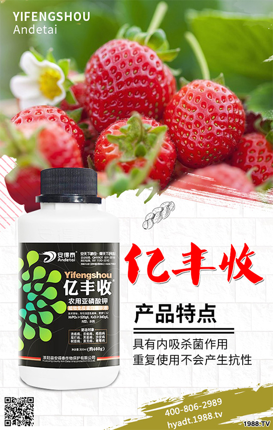 香菜如何施肥產(chǎn)量更高？秋茬香蔥高產(chǎn)施肥方案