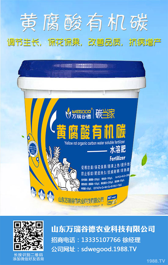 小白菜什么時候種植？小白菜高產(chǎn)種植技術