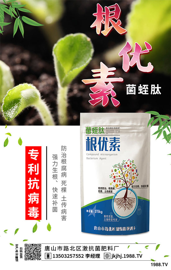 白菜霜霉病是如何引起的？有哪些危害？白菜霜霉病的預(yù)防措施