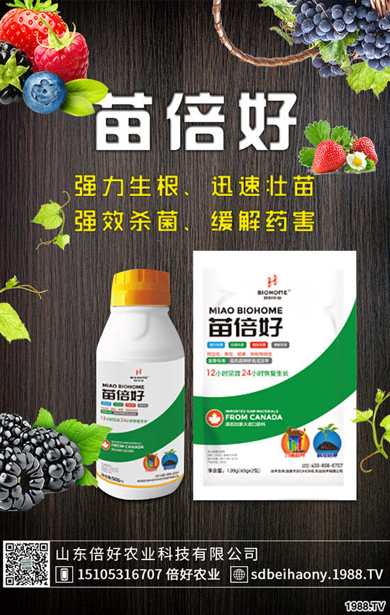 小麥播種后不出苗或苗弱的原因，如何提高小麥出苗率?