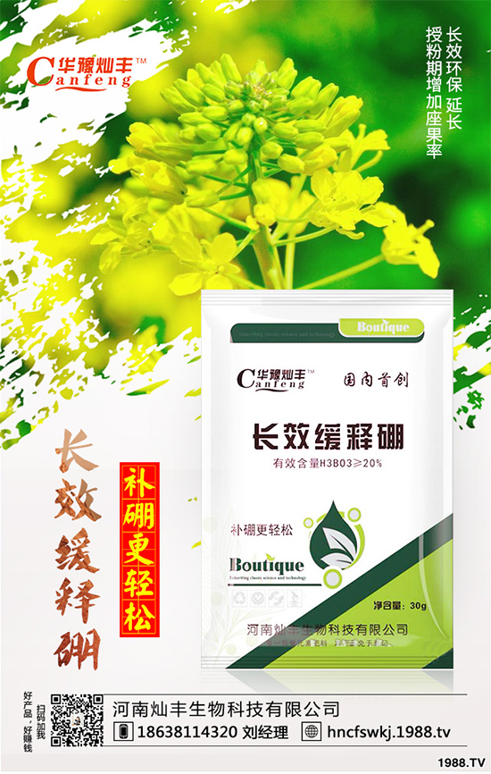 甘藍(lán)立枯病來襲，到底該如何防治？甘藍(lán)立枯病防治措施