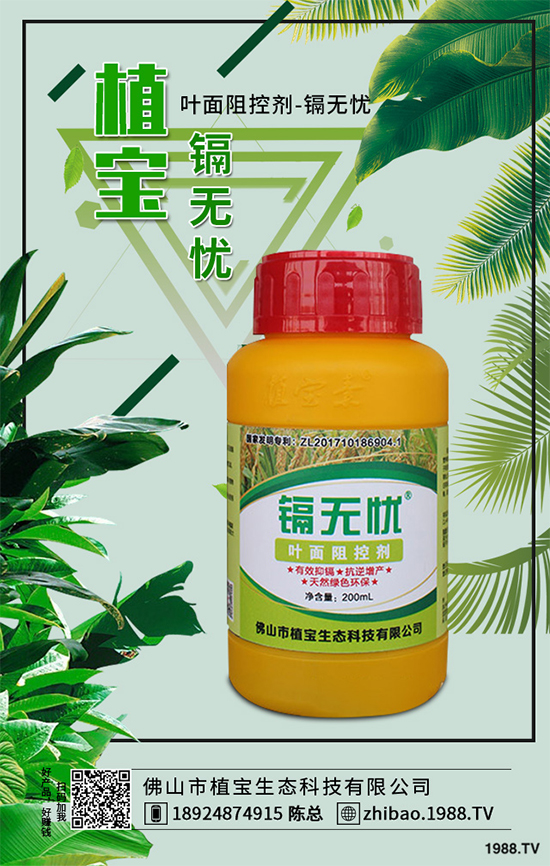 越冬番茄種植該注意什么？越冬番茄高產(chǎn)種植管理