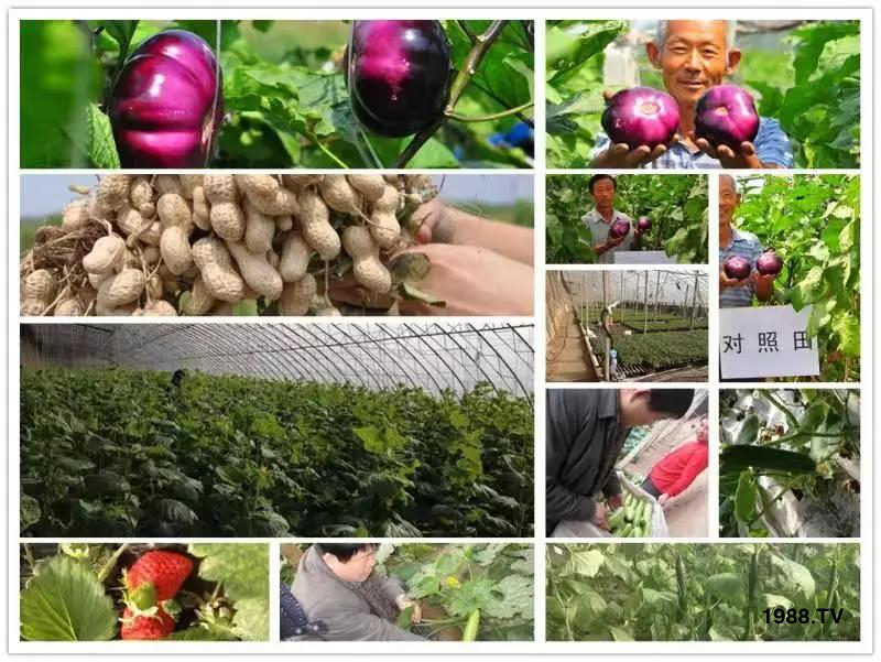 礦源黃腐酸鉀——精品肥！1公斤=8噸有機(jī)肥！新疆源頭直發(fā)！??！