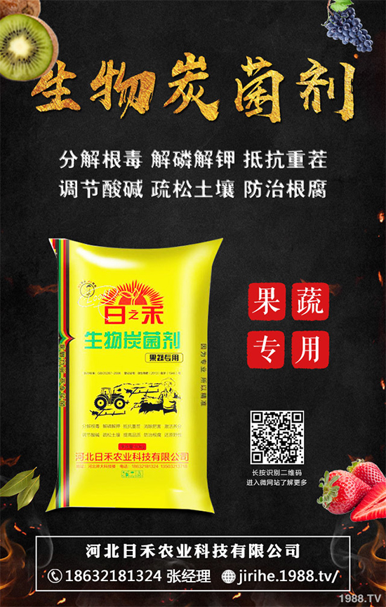 洋蔥定植你掌握了嗎？洋蔥定植及定植后管理方案