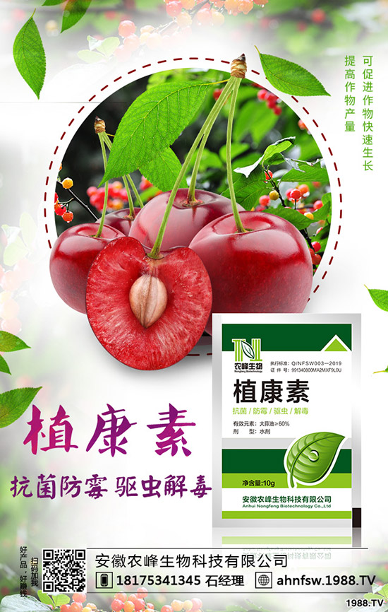 當歸怎么種植，當歸種植效益及栽培技術！