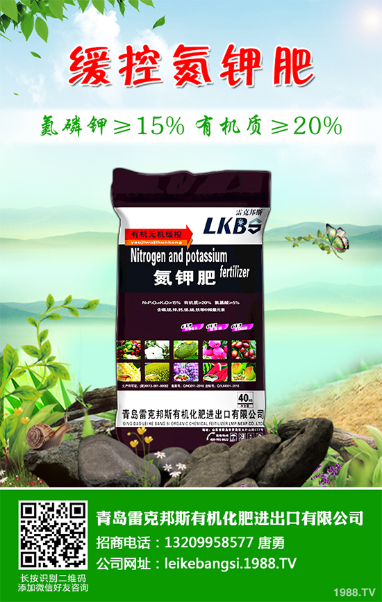 白皮松假活是咋回事？白皮松假活解決措施