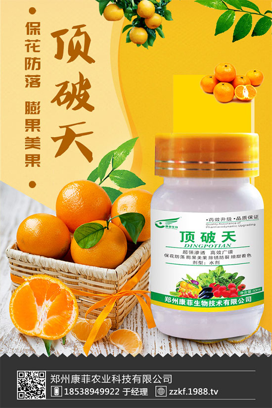 柑橘為什么會黃葉？柑橘黃葉的解決措施！