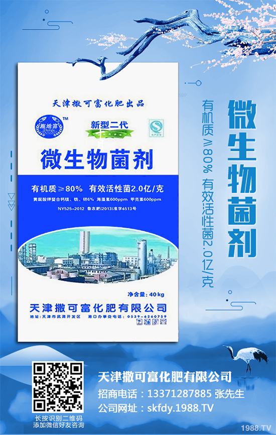 白皮松移栽后枯黃是咋回事？該怎么解決？快來看看吧