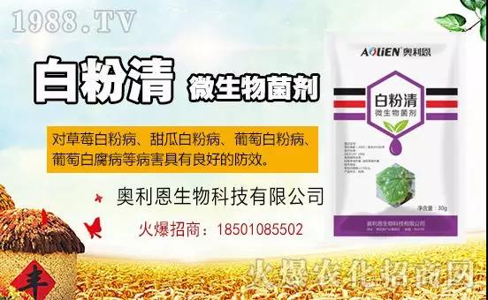 �׷۲�������(f��)�y�p���� ӛס�@��ˎ����Ч���ΰ׷۲����P����