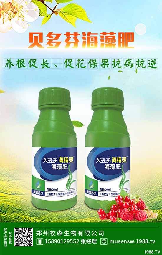 洋薊為什么這么受人歡迎？洋薊的市場(chǎng)行情分析