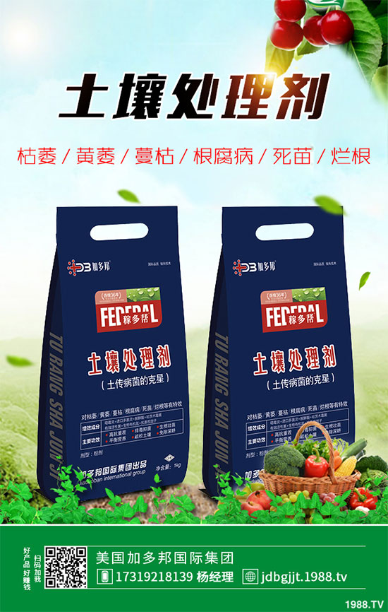 貢菊花該如何栽培？貢菊花高產(chǎn)栽培技術(shù)