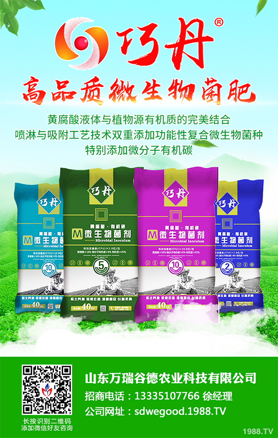 貢菊有哪些神奇功效？貢菊花的功效作用與禁忌