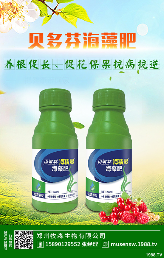 天麻該怎么種植？天麻的環(huán)境要求及種植技巧