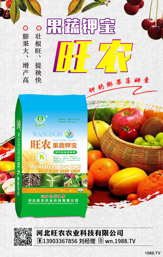 茄子育苗的種植時間，茄子育苗的栽培管理要點有哪些？