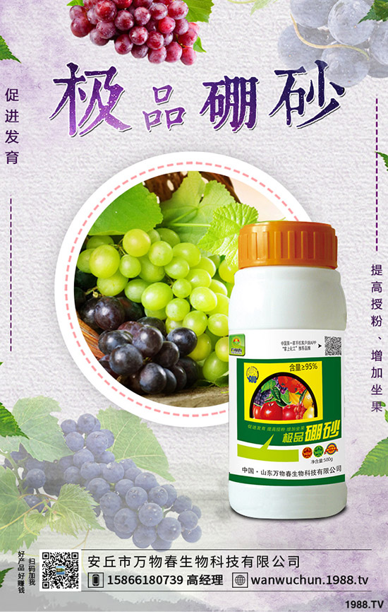 枸杞如何種植，枸杞種植條件有哪些？