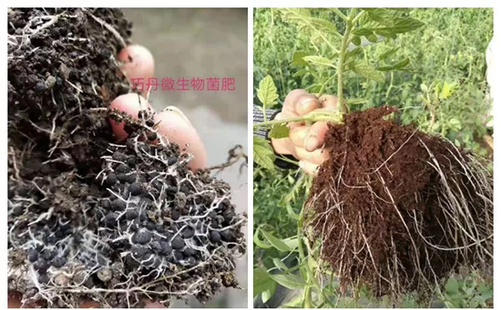 ��΢�������+�ЙC(j��)�ʡ�Ч��ţ�ƣ�ʩһ���������ʡ���ָ߮a(ch��n)��