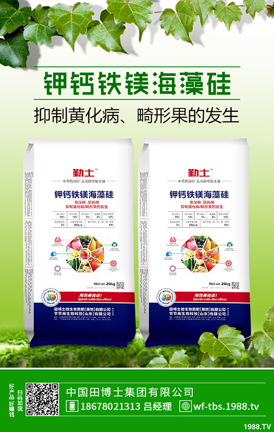 秋冬大棚黃瓜如何種植？秋冬黃瓜的種植方法及管理方法！