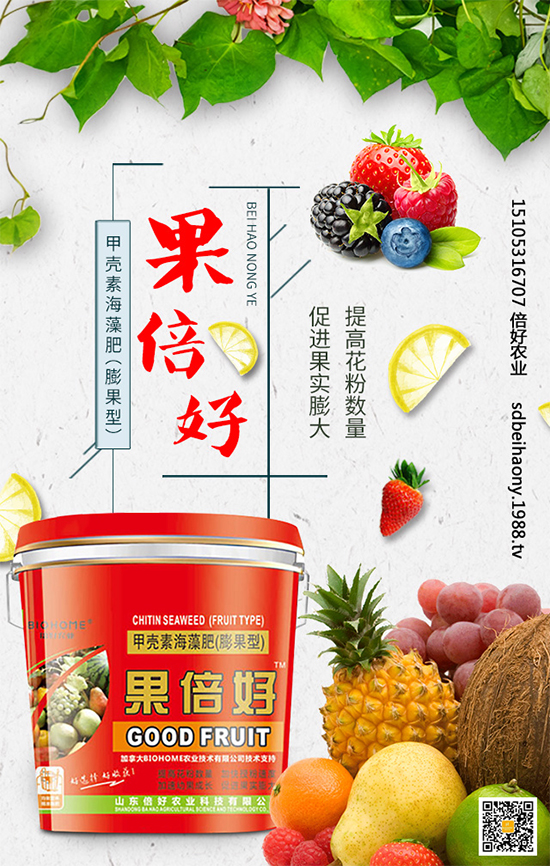 圣女果什么時間種植？圣女果種植技術要點有哪些？