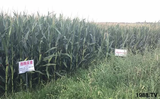 速看！小麥畝產(chǎn)1471斤，雙酶尿素全新升級，“高產(chǎn)王”當之無愧！