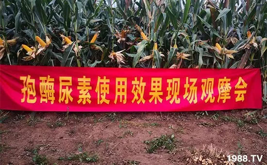 速看！小麥畝產(chǎn)1471斤，雙酶尿素全新升級，“高產(chǎn)王”當之無愧！