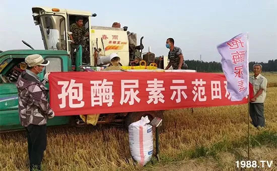 速看！小麥畝產(chǎn)1471斤，雙酶尿素全新升級，“高產(chǎn)王”當之無愧！