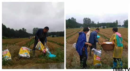 速看！小麥畝產(chǎn)1471斤，雙酶尿素全新升級，“高產(chǎn)王”當之無愧！