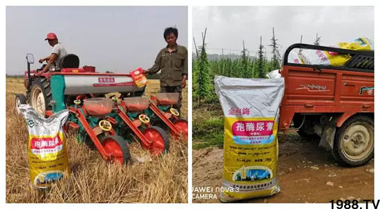 速看！小麥畝產(chǎn)1471斤，雙酶尿素全新升級，“高產(chǎn)王”當之無愧！