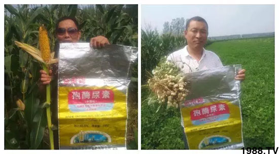 速看！小麥畝產(chǎn)1471斤，雙酶尿素全新升級，“高產(chǎn)王”當之無愧！