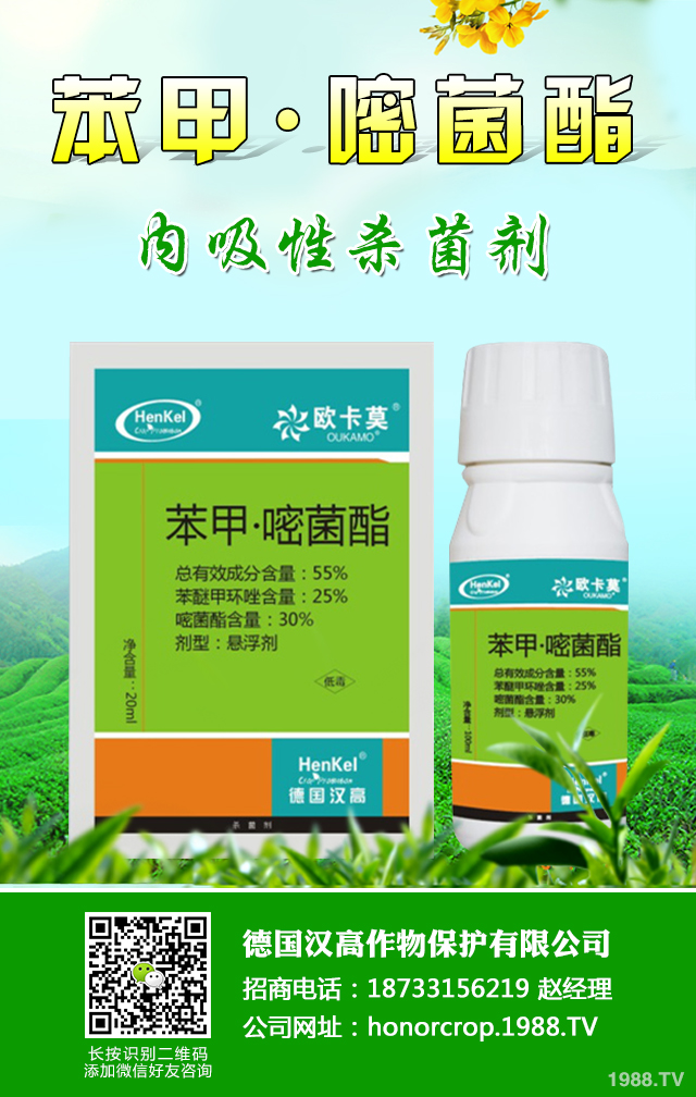 芹菜生理性病害怎樣防治？芹菜生理性病害防治技巧