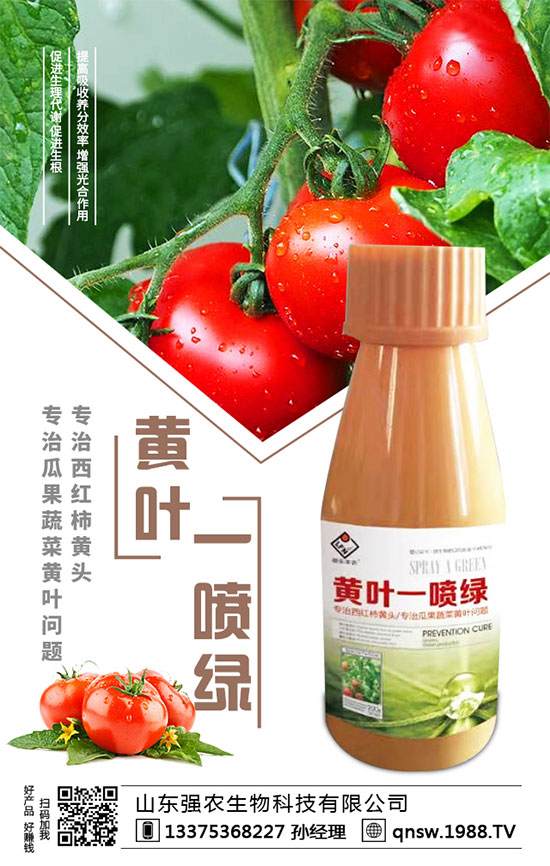 秋蘿卜播種時間，秋蘿卜種植需要注意哪些事項？