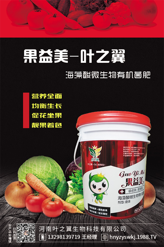 芒果樹環(huán)割的好處，給芒果樹環(huán)割需要注意什么？