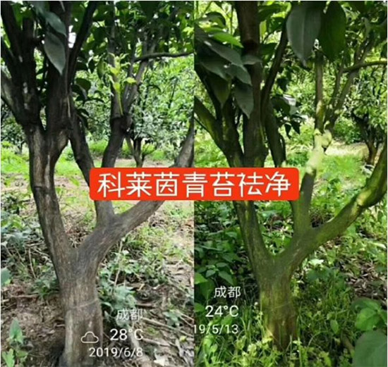 神奇除青苔劑！，不反彈！干凈，青苔無蹤！