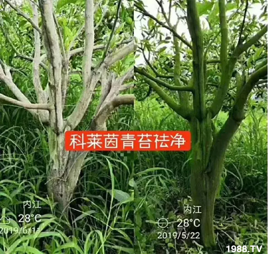 神奇除青苔劑！，不反彈！干凈，青苔無蹤！