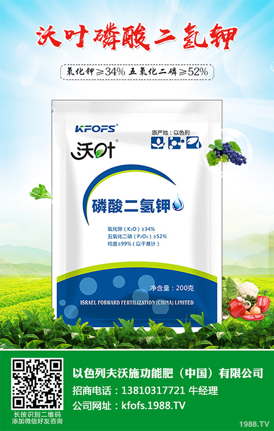 芹菜病毒病有哪些危害？該如何防治？芹菜病毒病的危害與防治