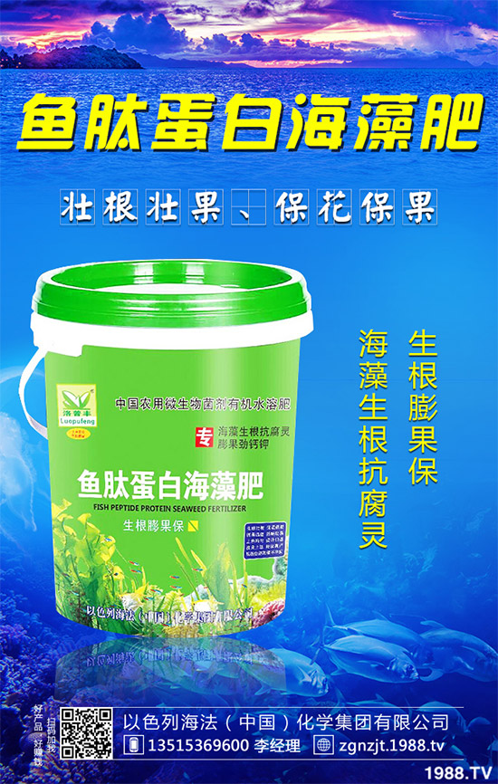 芹菜病毒病有哪些危害？該如何防治？芹菜病毒病的危害與防治