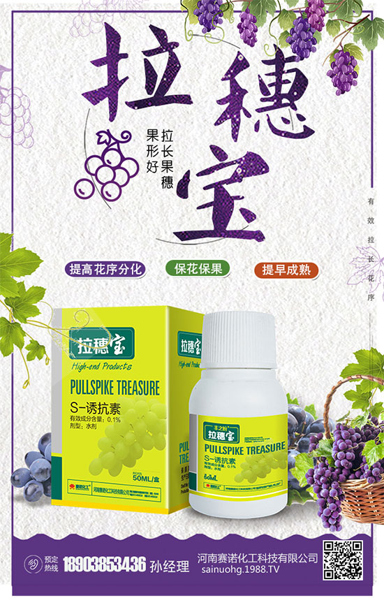 洋蔥什么時(shí)間種植？洋蔥的品種及高產(chǎn)種植方法！
