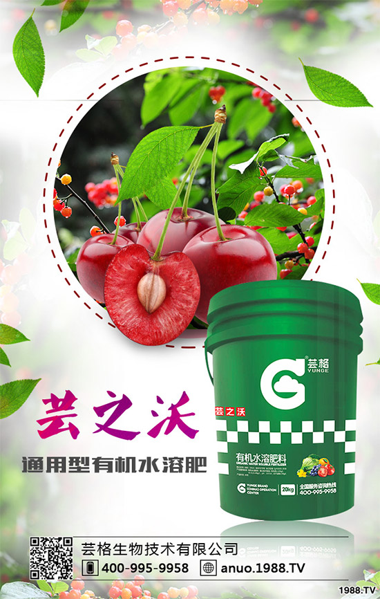 郁金香該如何種植？郁金香的種植管理方案