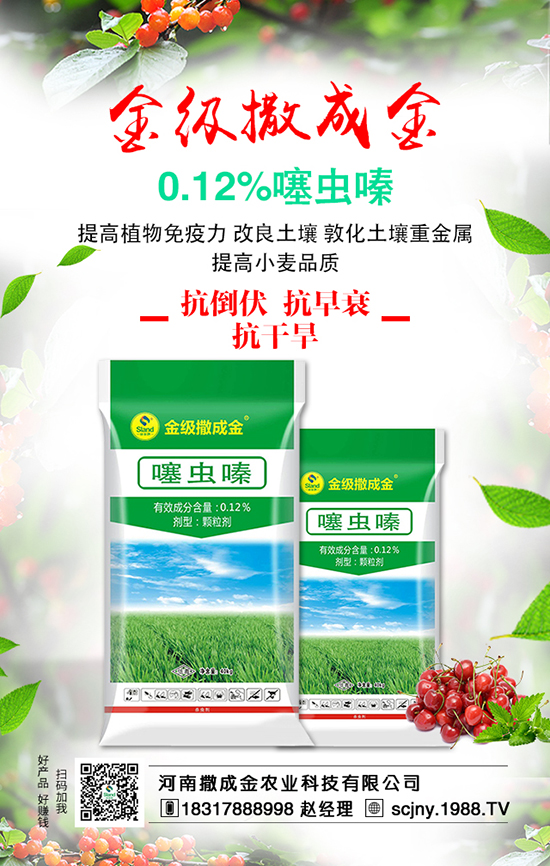 菠菜營(yíng)養(yǎng)豐富，想豐收，菠菜施肥很重要