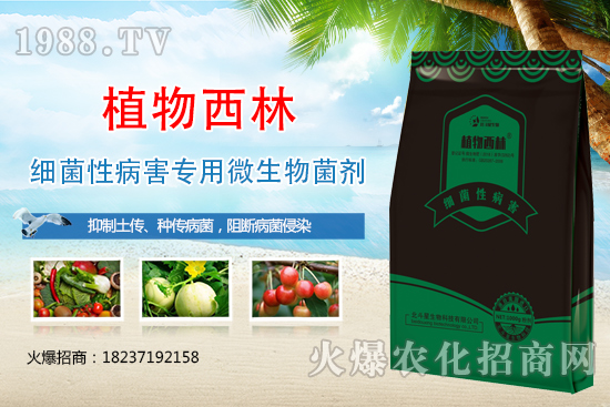 辣椒炭疽病癥狀是什么？辣椒炭疽病發(fā)生原因及防治