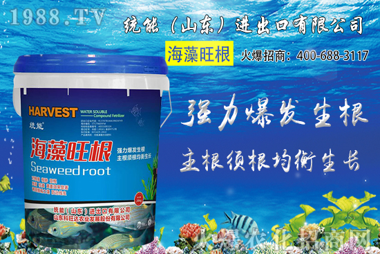 小麥價格大范圍上漲！預(yù)計小麥價格將突破1.25元/斤