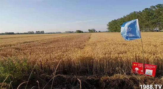 小麥赤霉病危害特點(diǎn)，防治小麥赤霉病用什么藥？