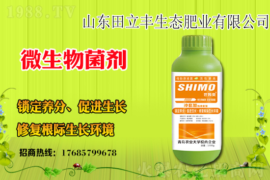 板藍(lán)根該如何種植？板藍(lán)根種植前景和效益怎么樣？