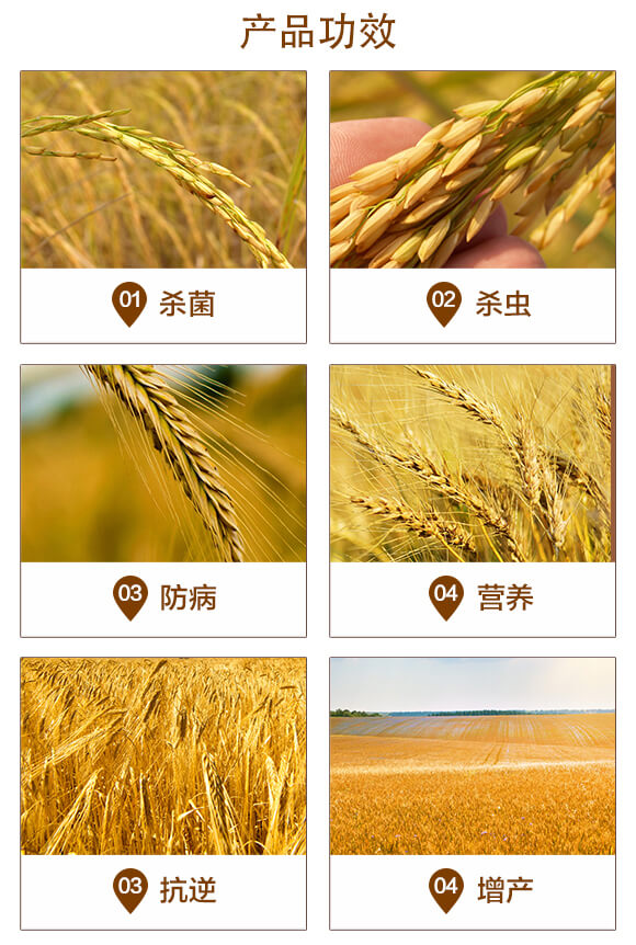 小麥高產套餐(四效合一)-粒粒多-泰利爾_03