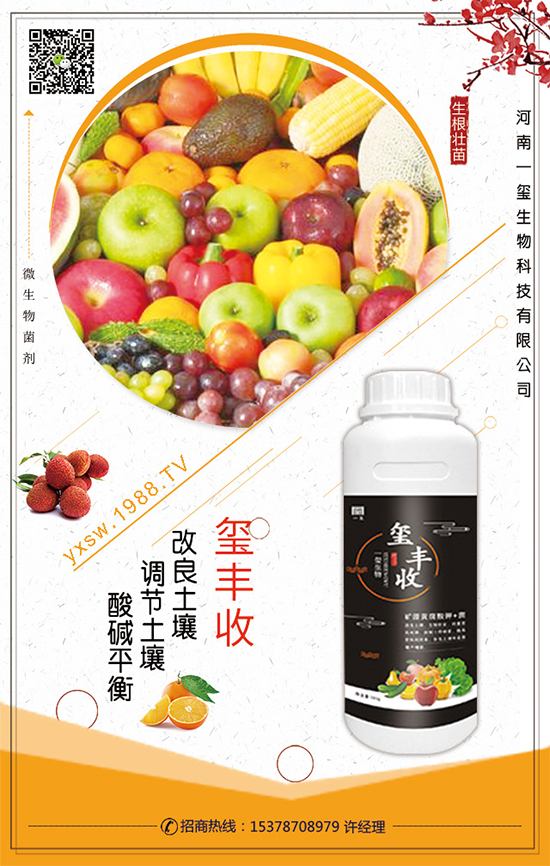 空心菜什么時間栽培？空心菜的栽培要點(diǎn)！