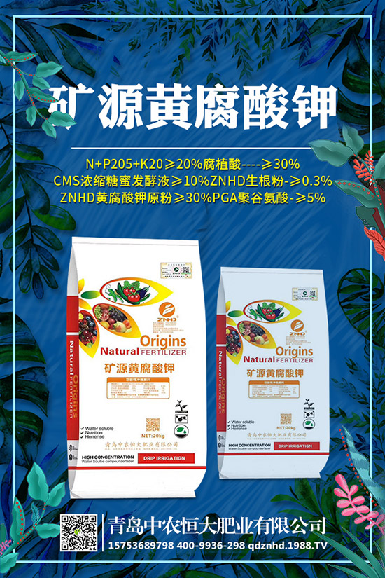 早春菠菜種植技術(shù)有哪些，田間管理要注意什么？