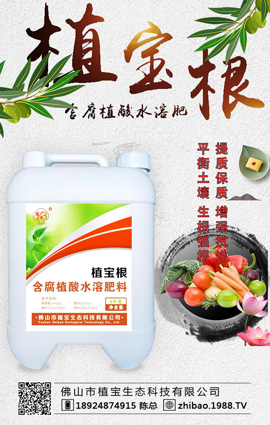 早春大棚西葫蘆什么時(shí)間種？西葫蘆定植后管理要點(diǎn)！