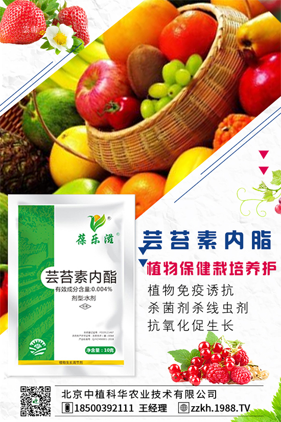 枸杞要怎么種植？枸杞水肥管理要點！