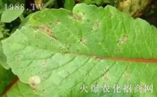 �}��̿�Ҳ��İY����}��̿�Ҳ��ķ���